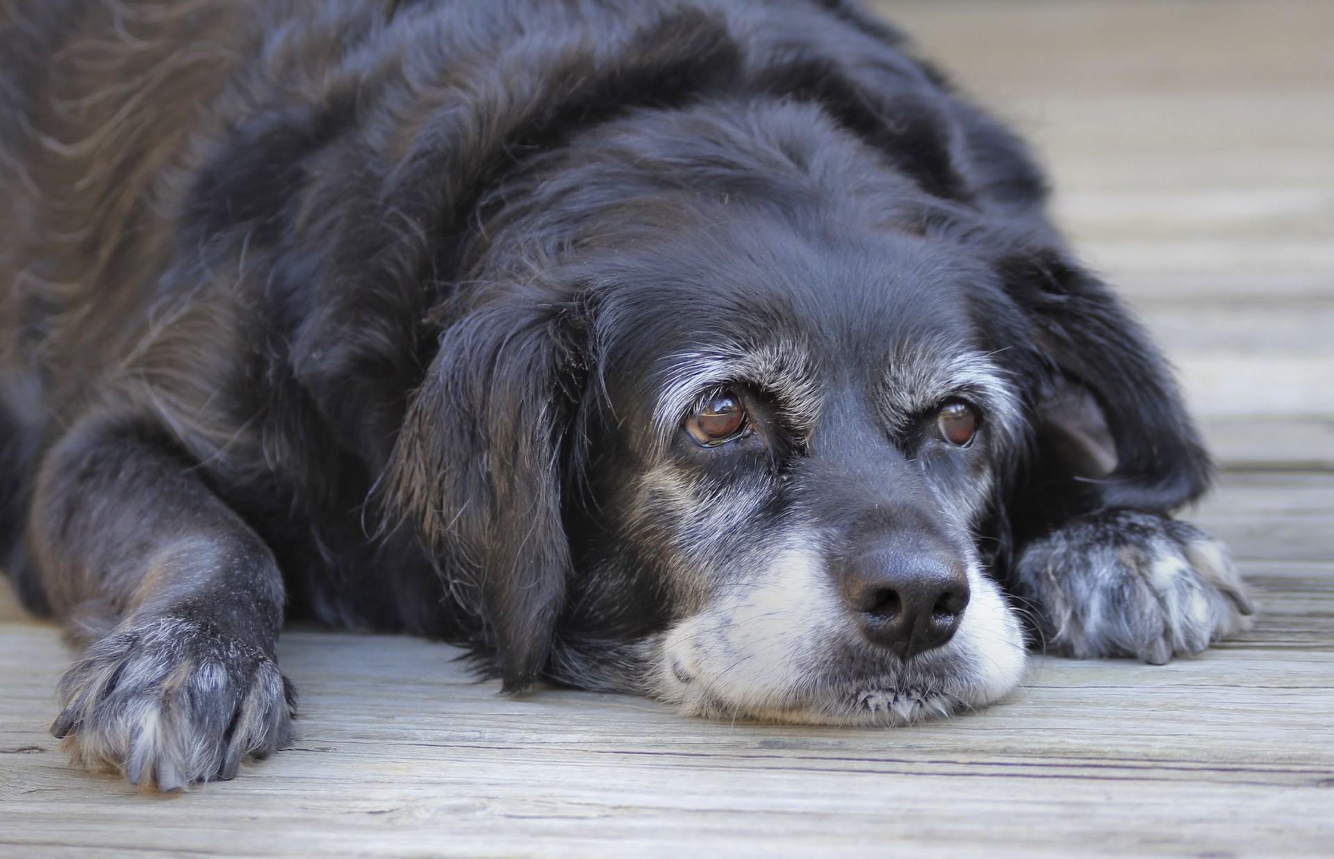 Pet Health Euthanasia decisions involve qualityoflife considerations