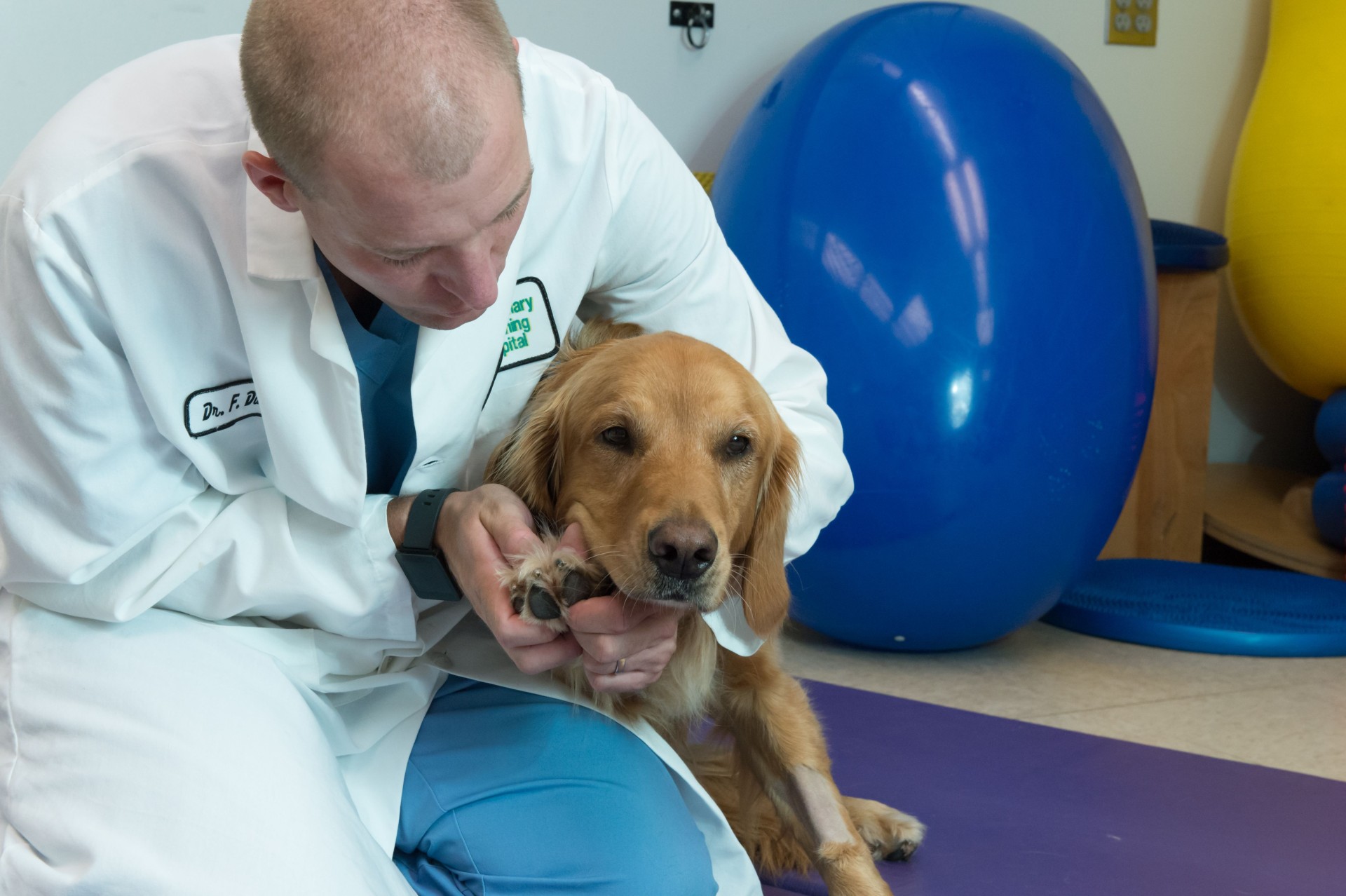 Pet Health Active and athletic dogs may need special veterinary care SOURCE Colorado State