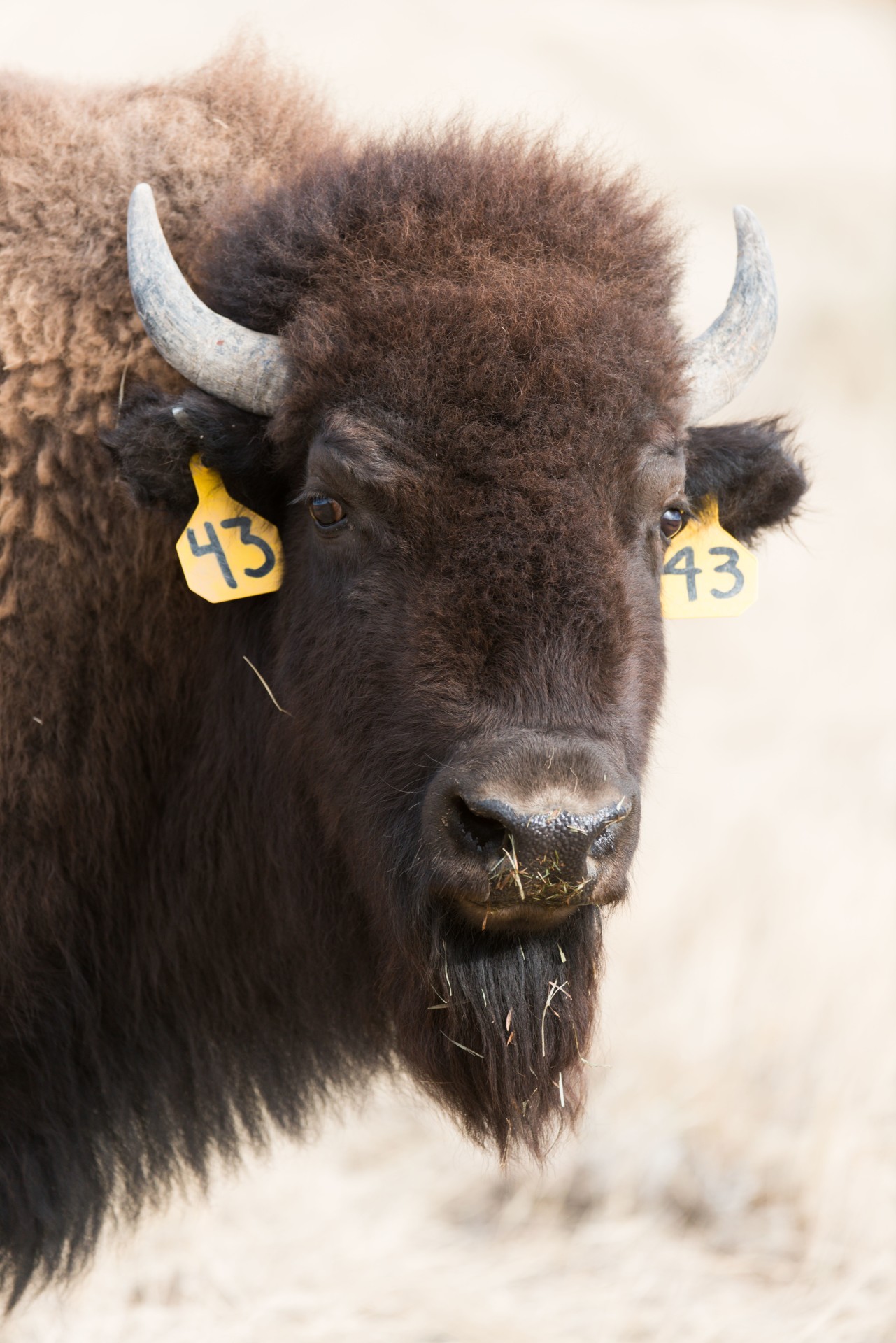 Science and ceremony herald the return of bison to northern Colorado