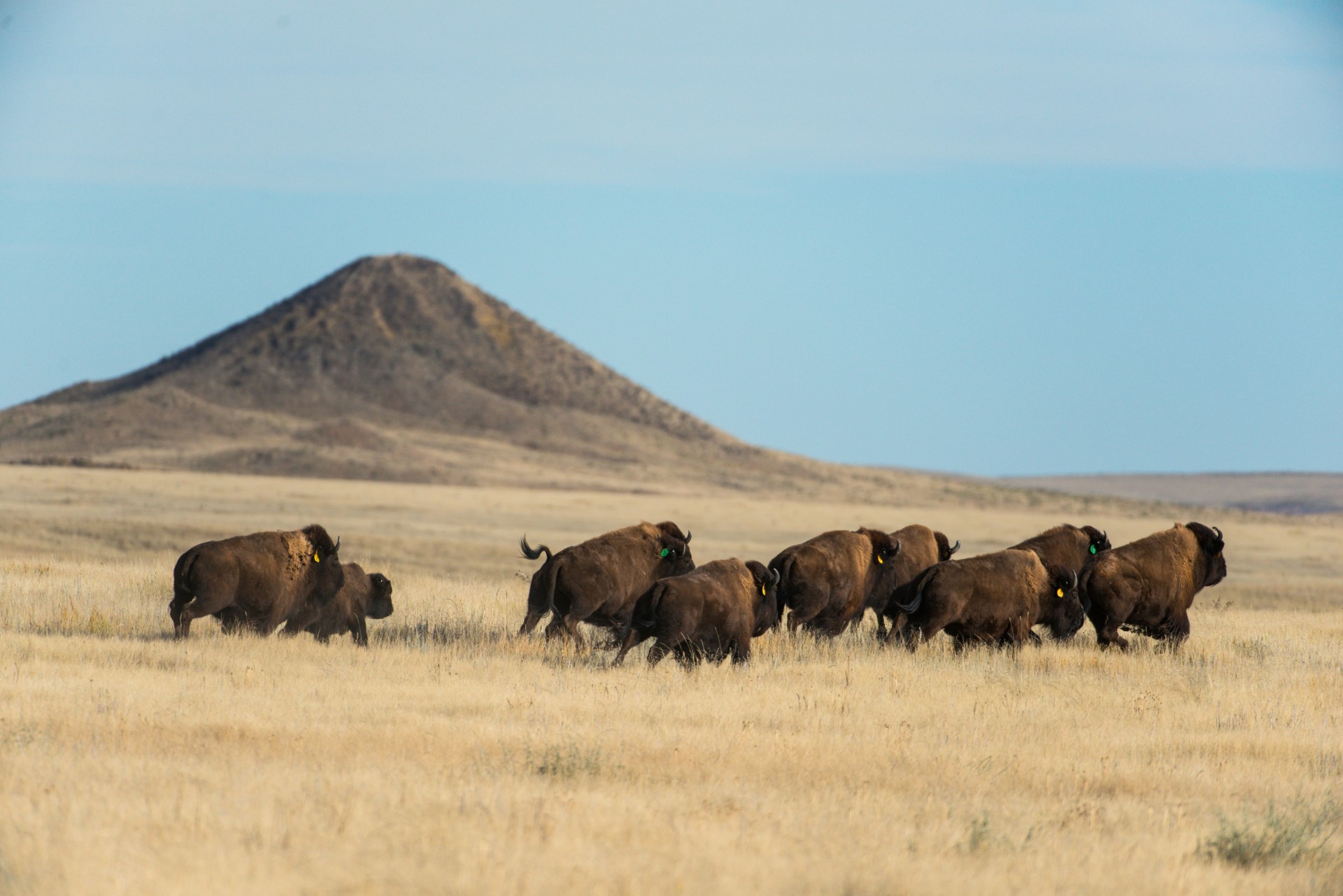 Science and ceremony herald the return of bison to northern Colorado