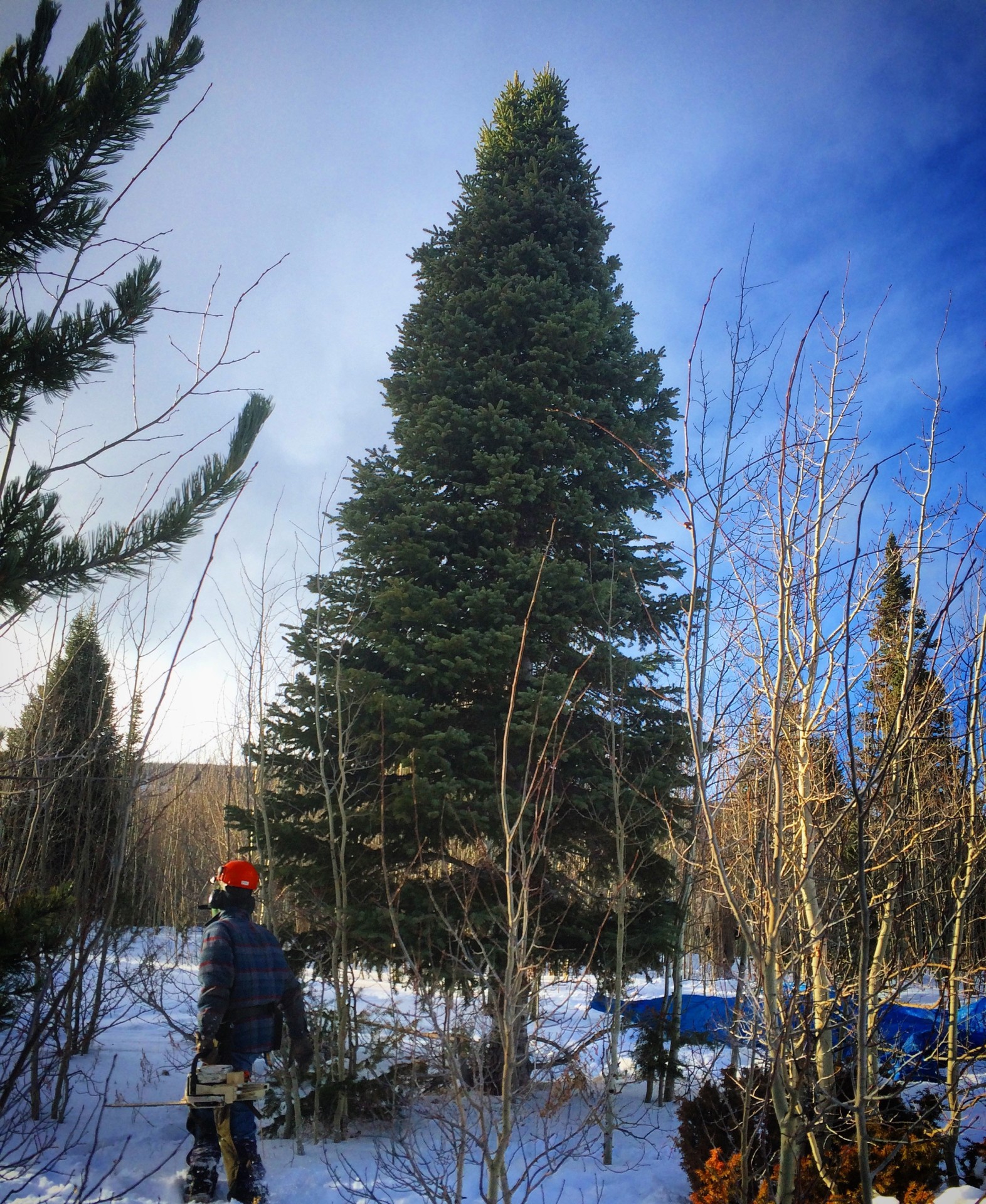 Meet Colorado’s Own ‘Mr. Christmas Tree’