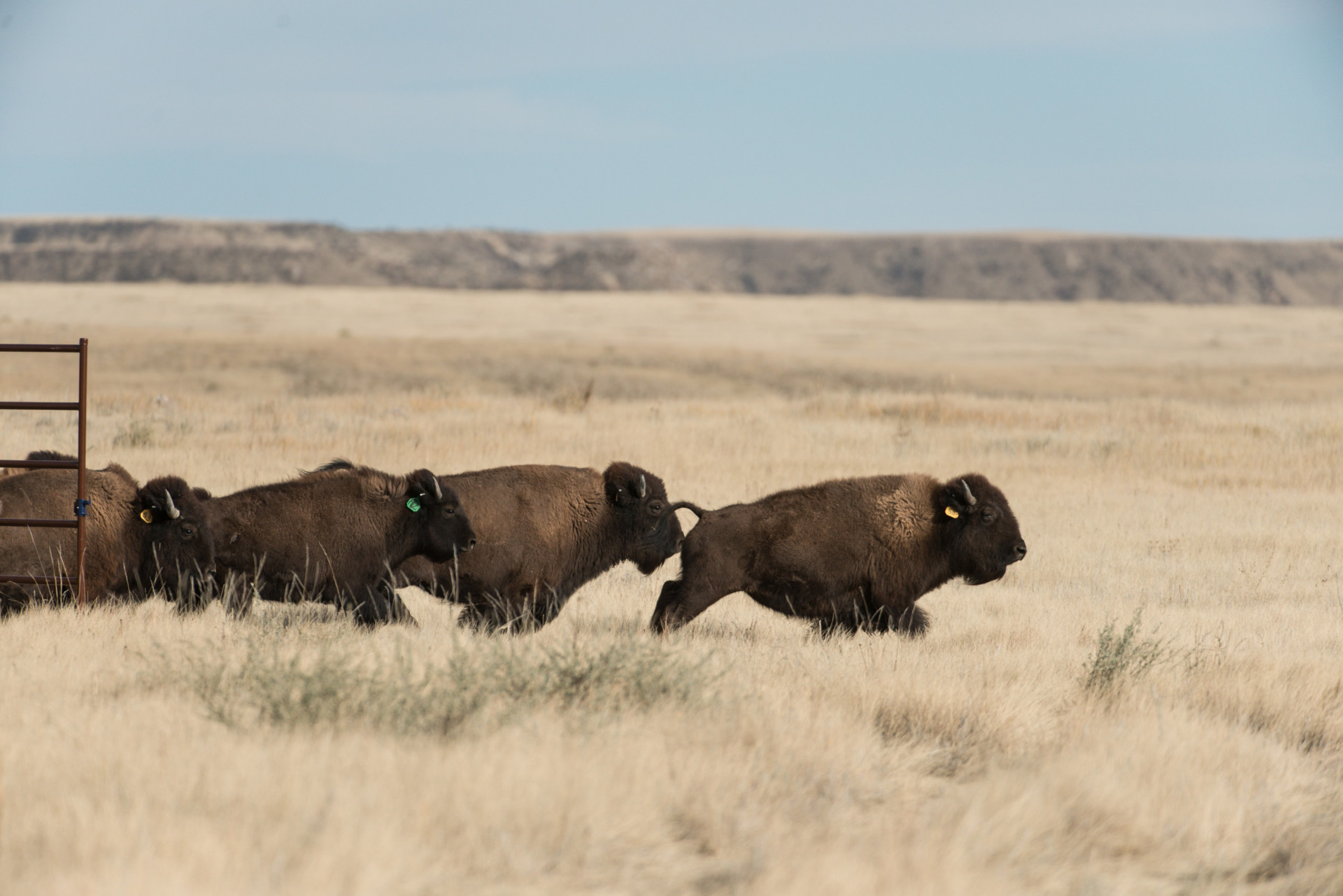One year later Bison herd gains hoofhold and boosts conservation nationwide