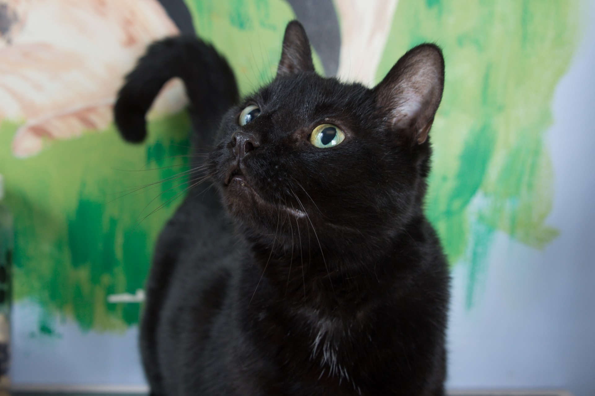 Pet Health Five good reasons to adopt a shelter pet