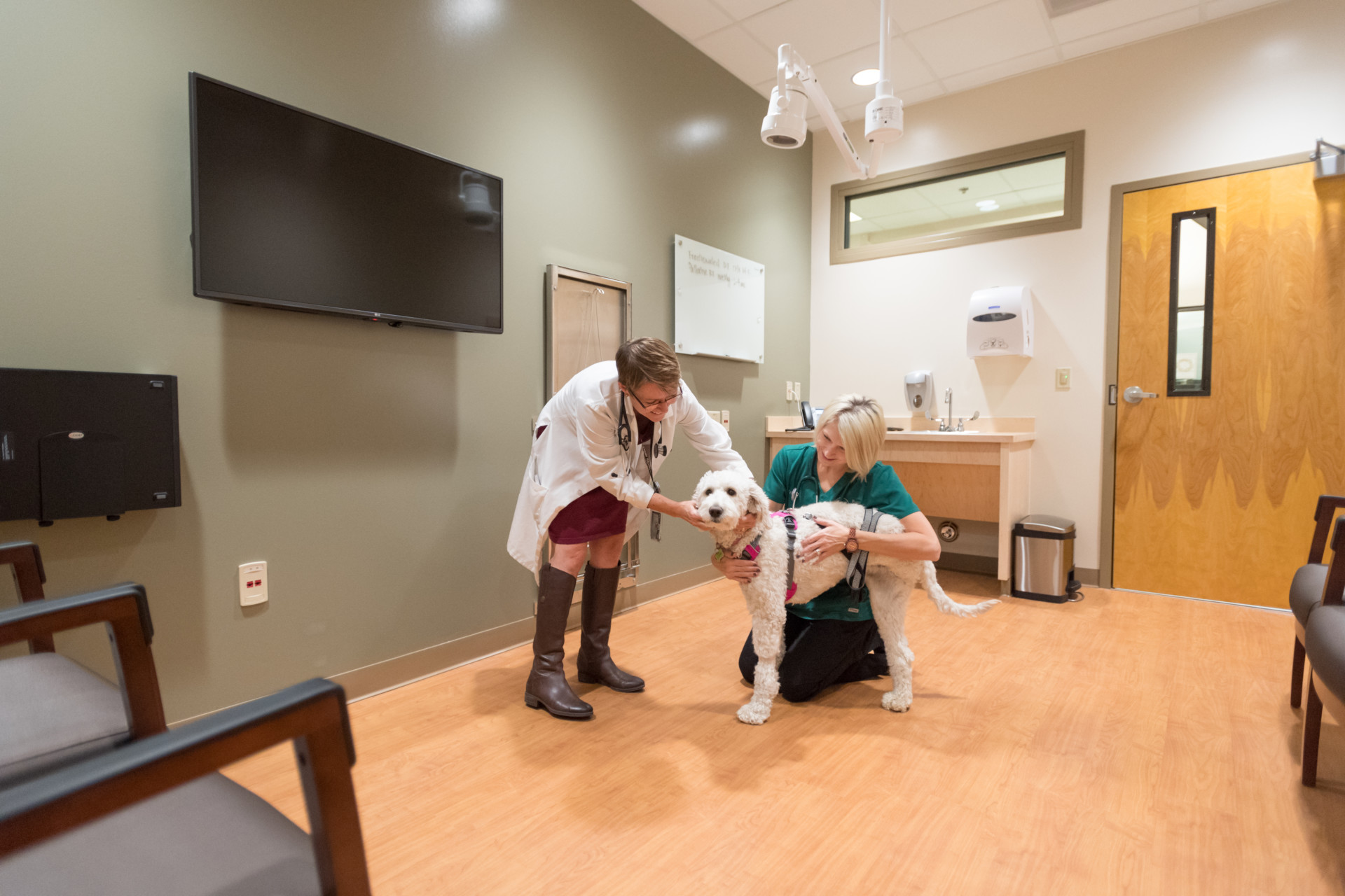 CSU opens spacious, stateoftheart veterinary cancer center SOURCE