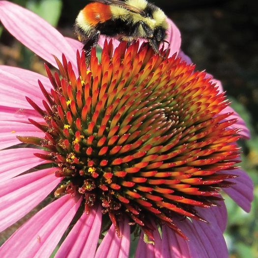 Spring Plant Sale May 13 and 14
