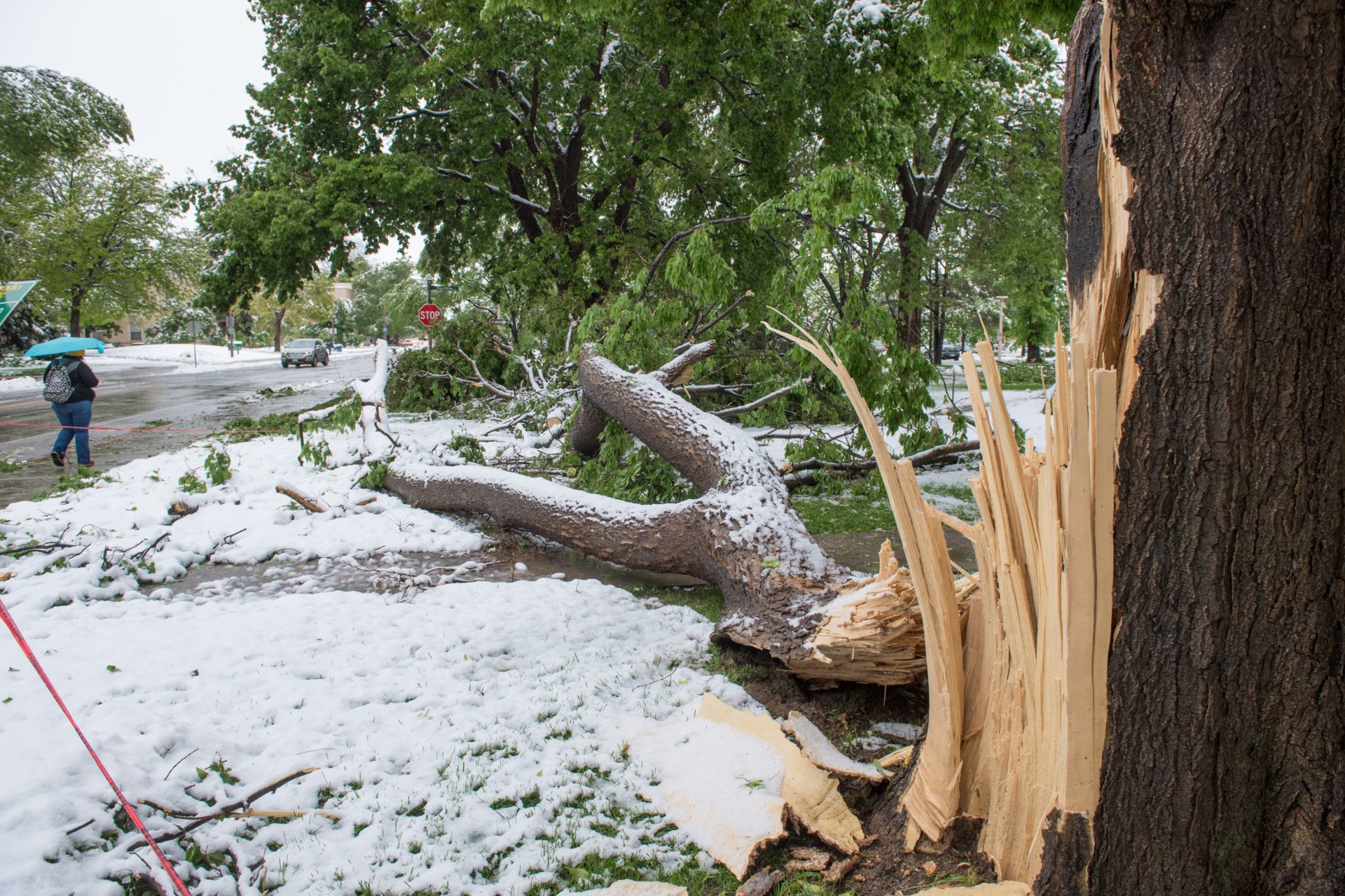 800 campus trees damaged in wake of storm SOURCE Colorado State