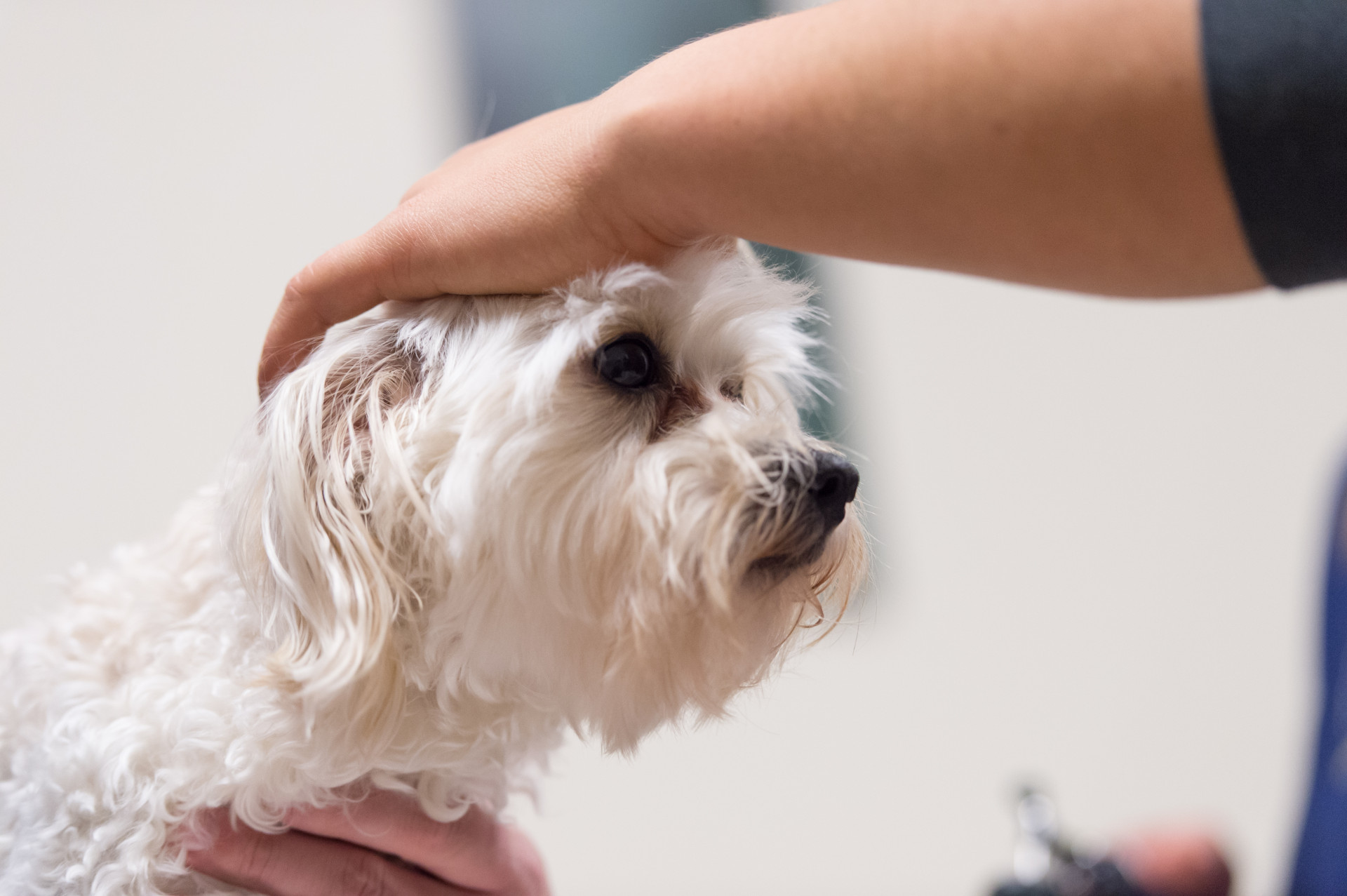 Pet Health: Cures for the doggy summertime skin blues