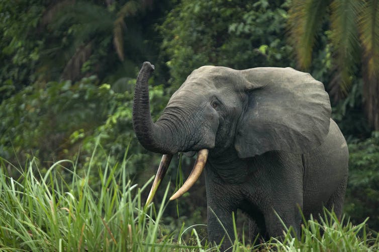 Africa's two elephant species are both endangered, due to poaching and