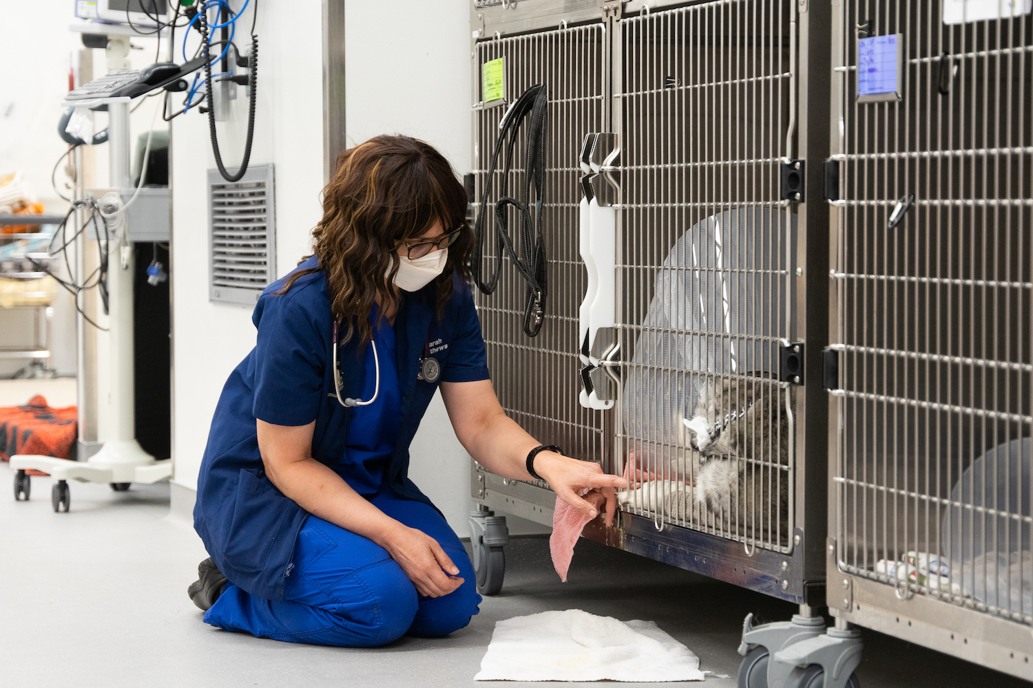 Veterinary hospital at CSU Spur provides realworld lessons for future vets