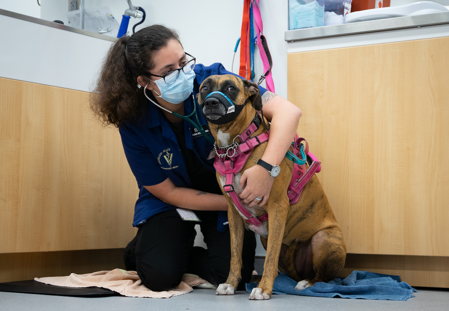Veterinary hospital at CSU Spur provides realworld lessons for future vets