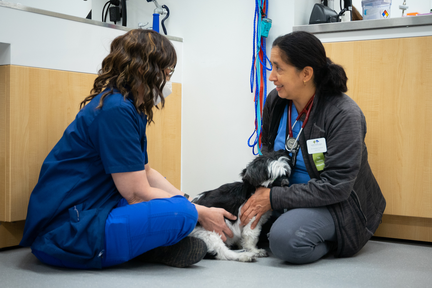 Veterinary hospital at CSU Spur provides realworld lessons for future vets