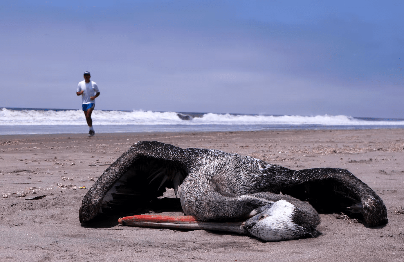 What is spillover? Bird flu outbreak underscores need for early