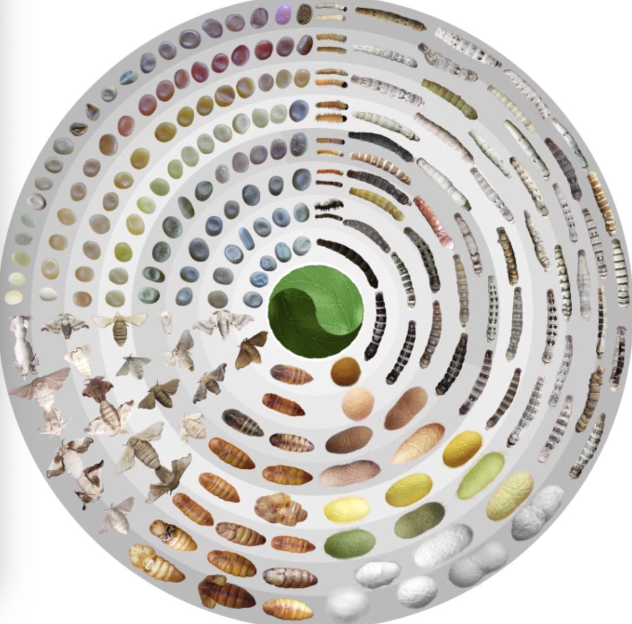 The World's First Highresolution Silkworm Pangenome Constructed in