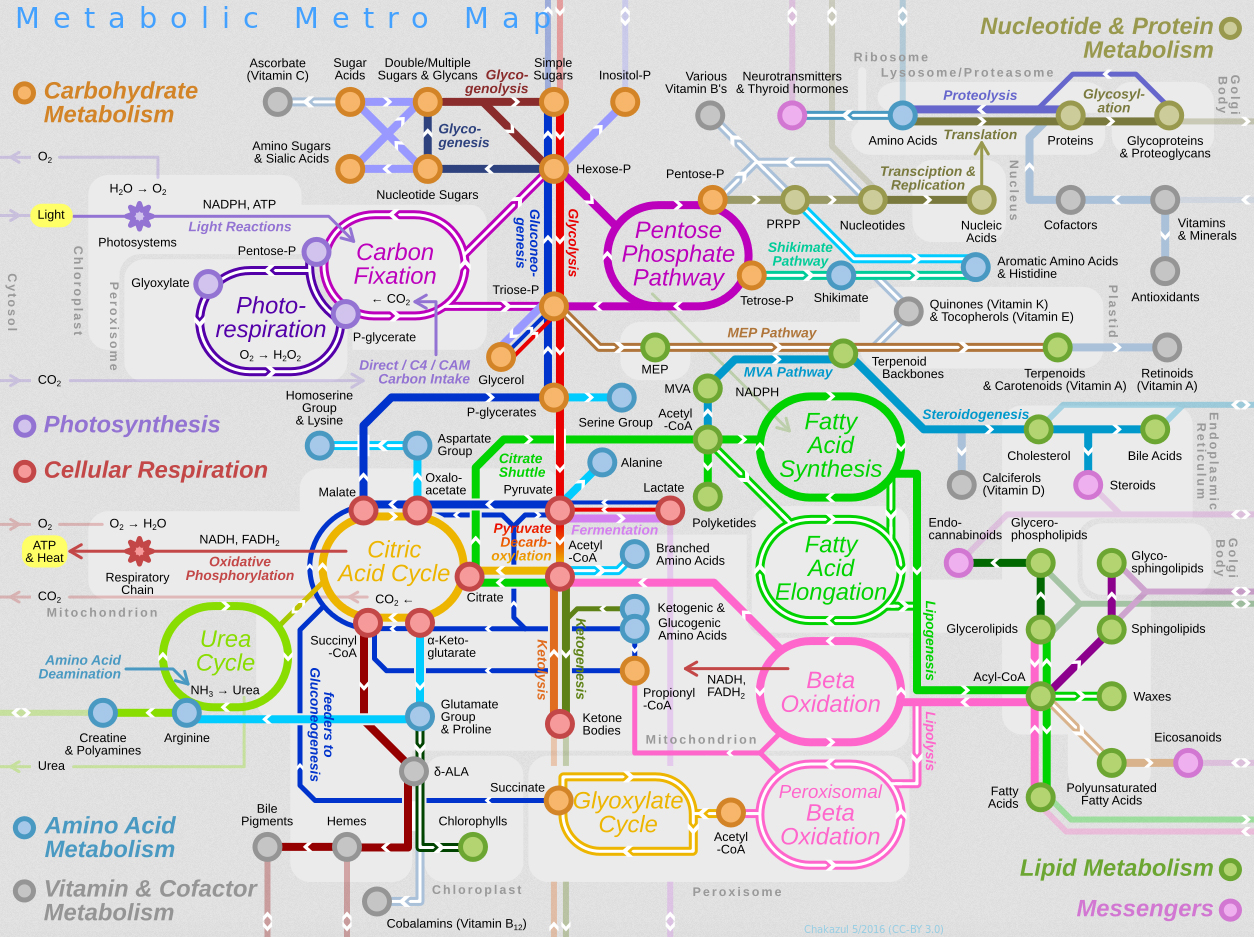 Biology Biology Illustration Biology Drawing Physics Of.