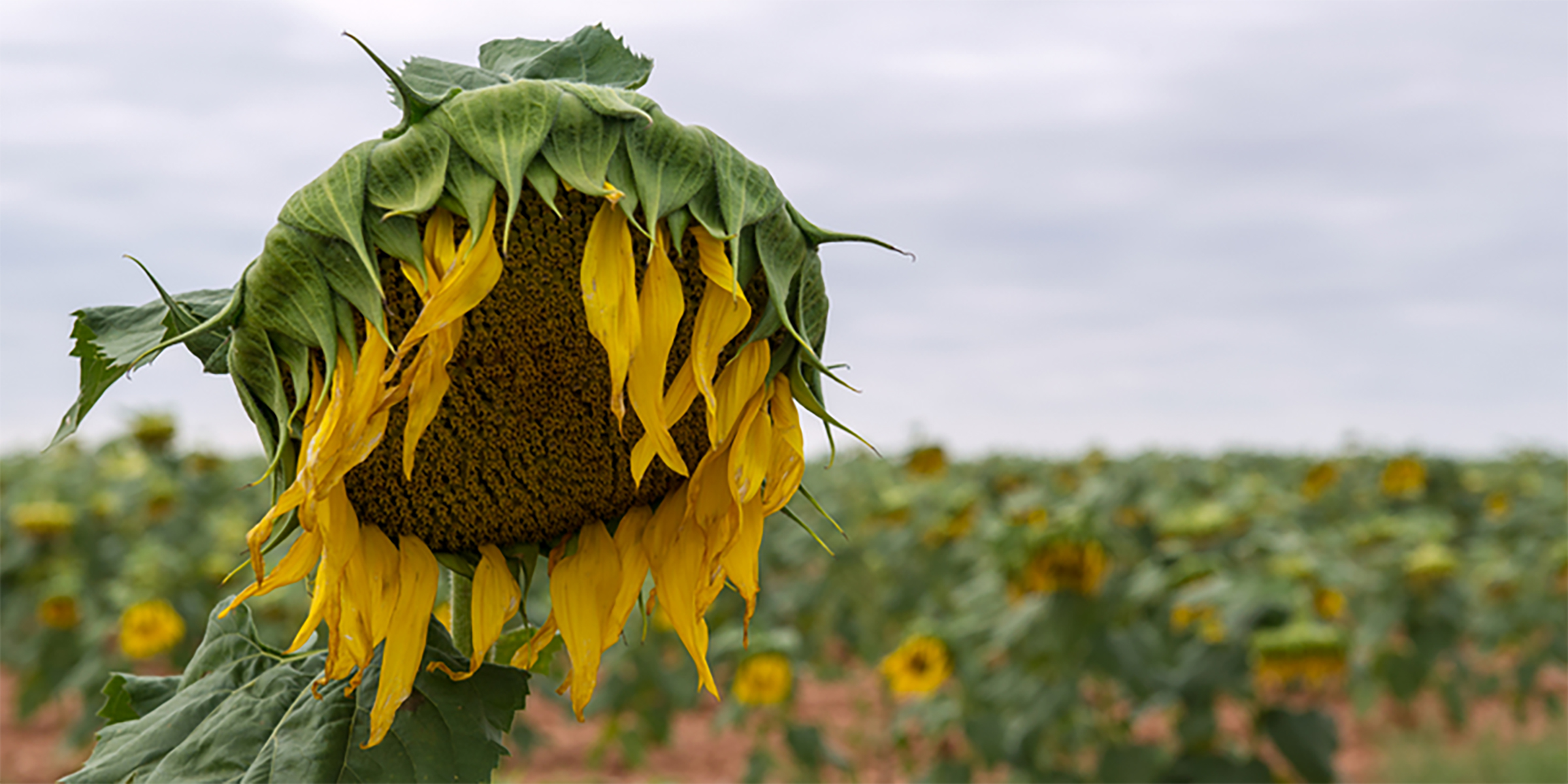 Mutant plants reveal temperature sensor The Source Washington