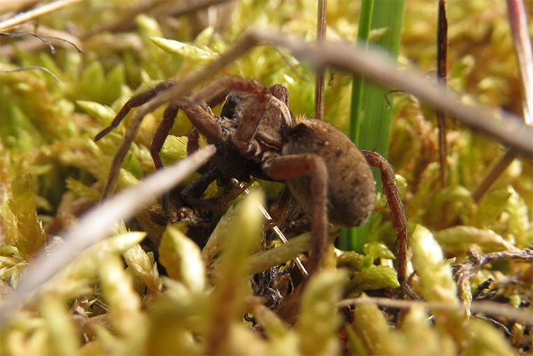 Wolf spiders may turn to cannibalism in a warming Arctic The Source Washington University in