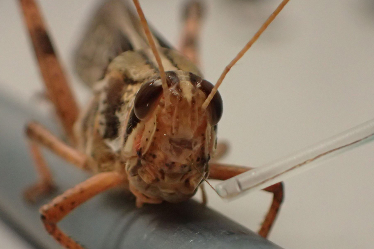Researchers one step closer to bombsniffing locusts The