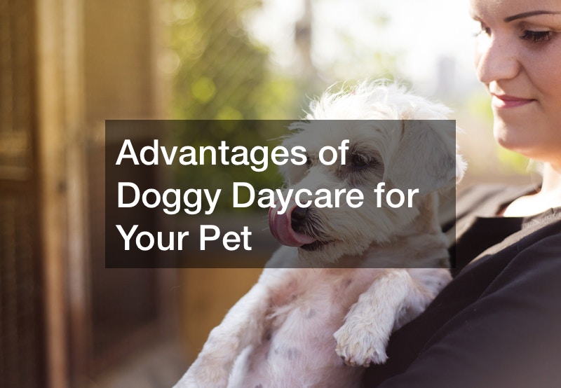 Advantages of Doggy Daycare for Your Pet Source and Resource