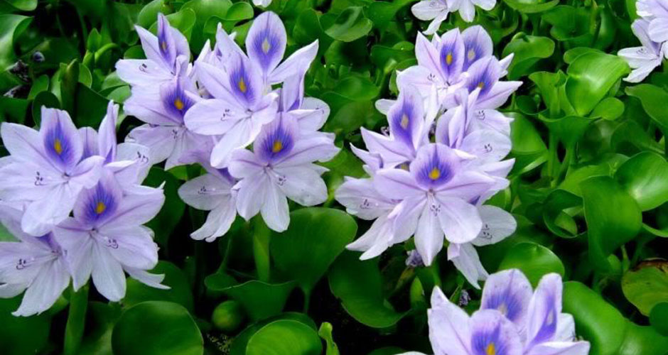SourcebySuong Water Hyacinth