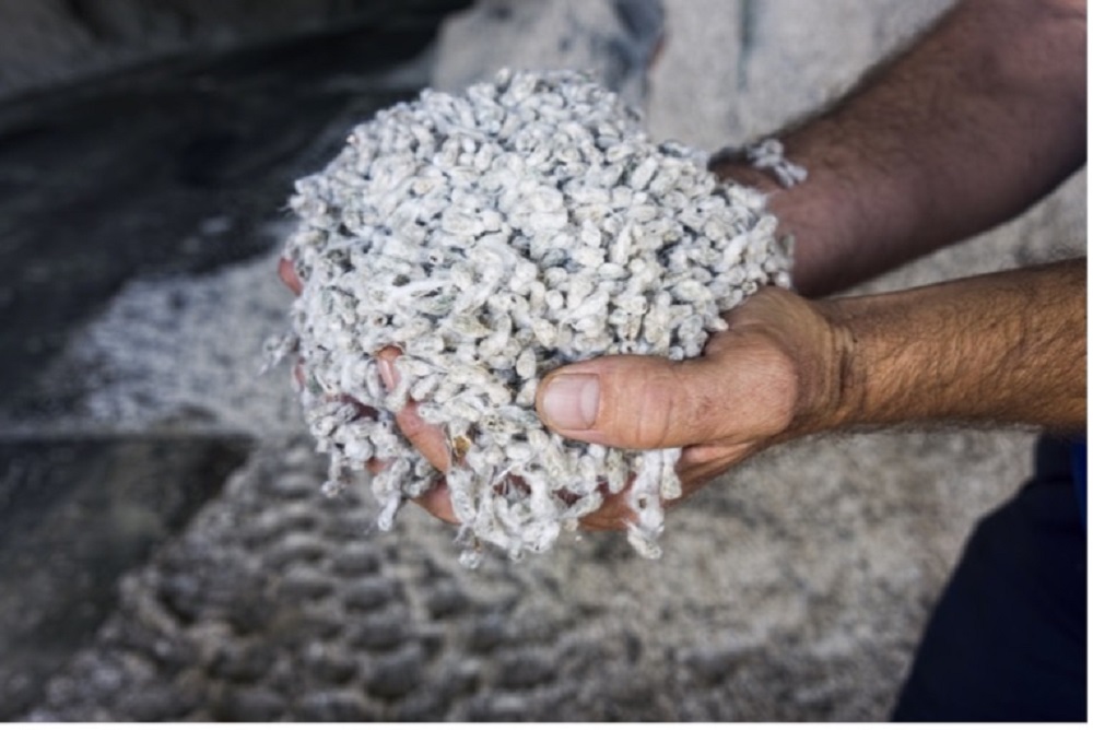 Organic Cotton Guidelines Aim to Secure Seed to Shirt Supply Chain