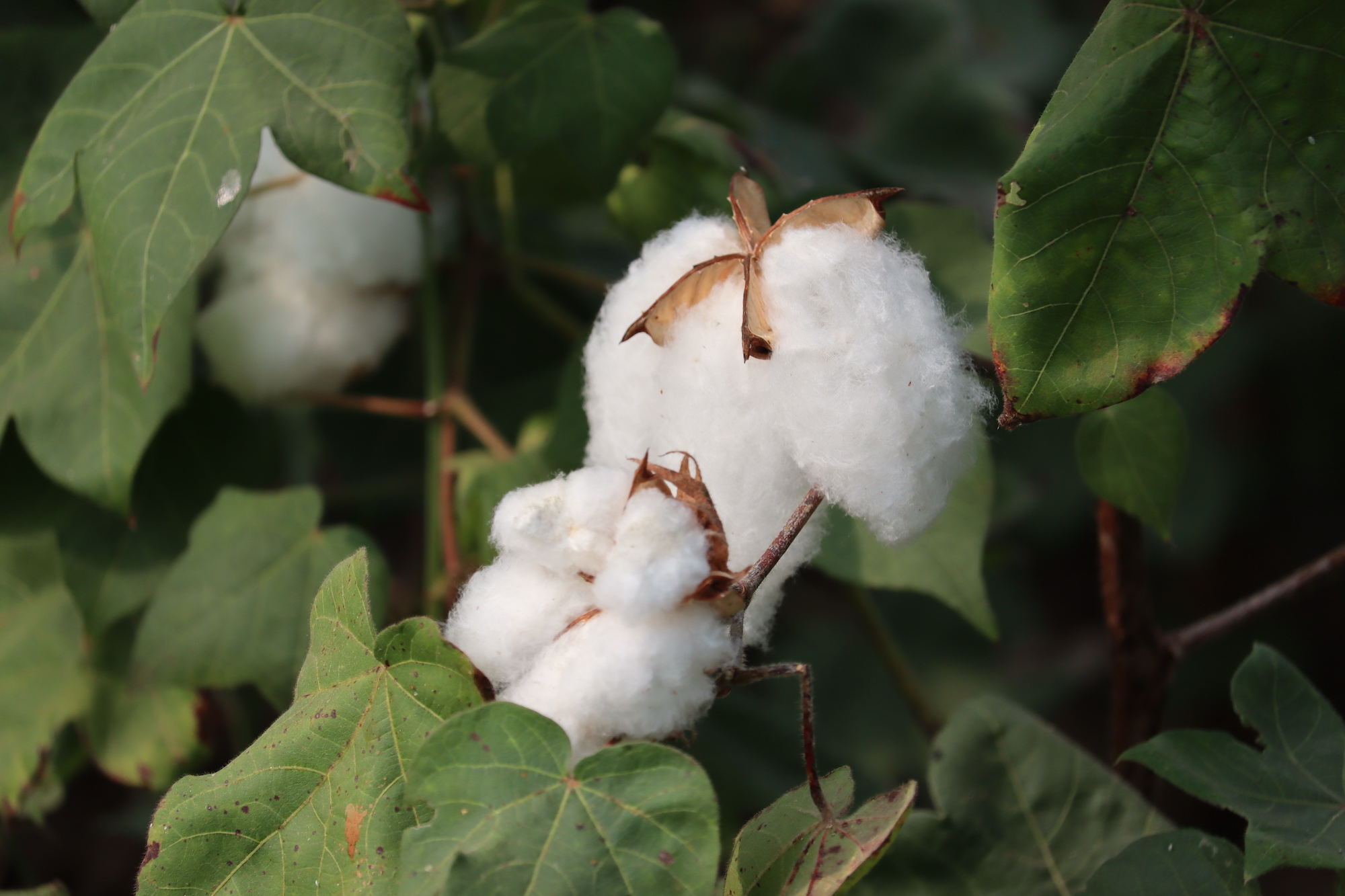Traceable Cotton – Sourcing Journal