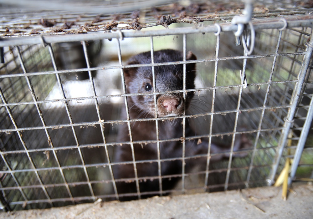 House Passes Ban on US Mink Farming Sourcing Journal