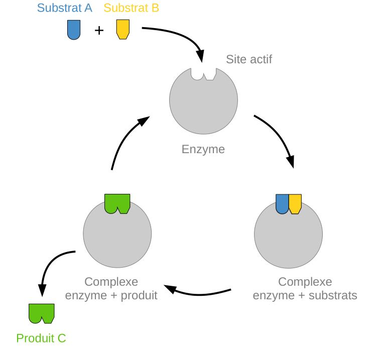 C'est quoi une enzyme ? Sous le microscope