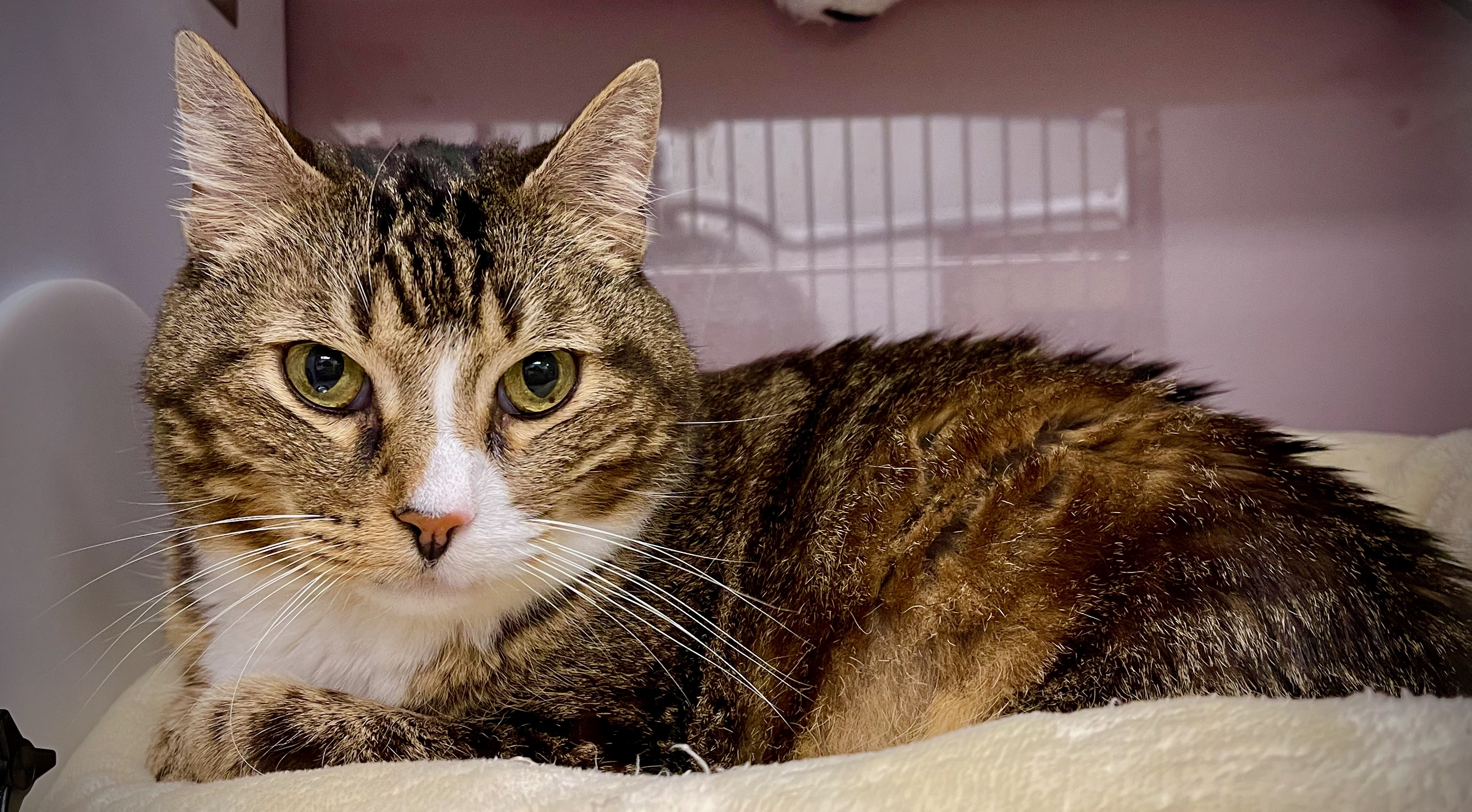 Careers South Austin Cat Hospital