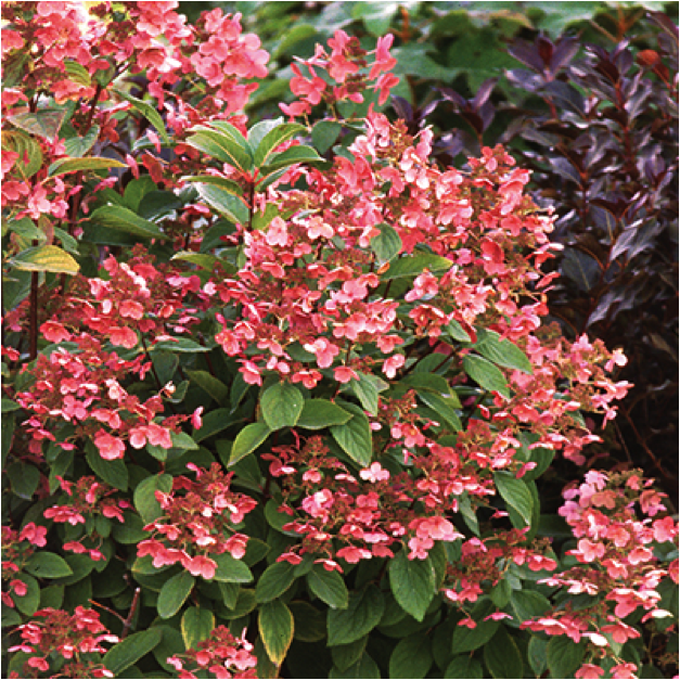 It’s Showtime for Panicle Hydrangeas! SouthBranch Nursery