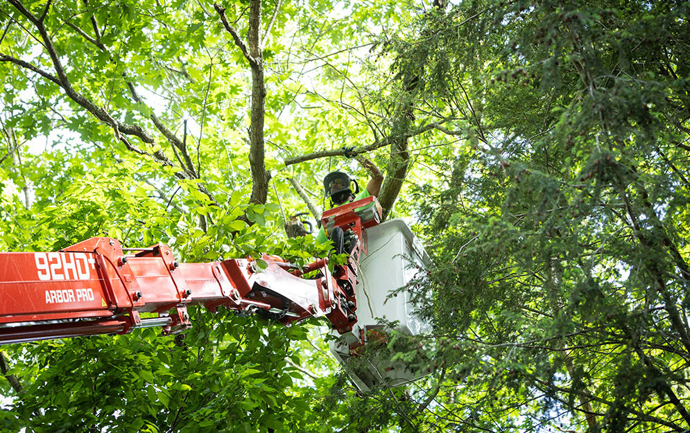 Tree & Shrub Pruning Southbury Tree Service