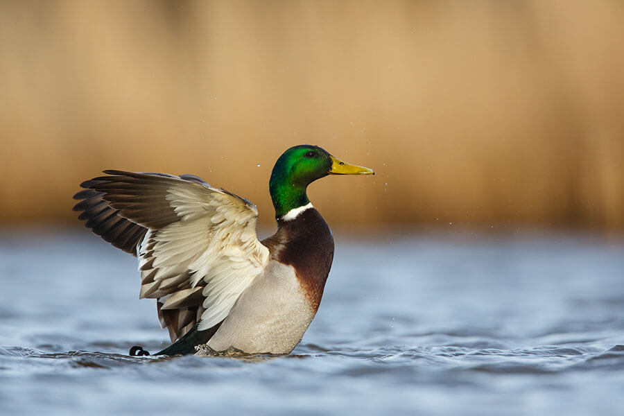 Duck Hunting Central Illinois Mississippi River Duck Hunts