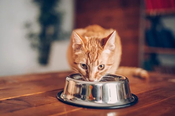 Bowling Green, Ky Cat Owners: Why Is My Cat Losing Weight But Still Eating? | Southcentral Veterinary Services