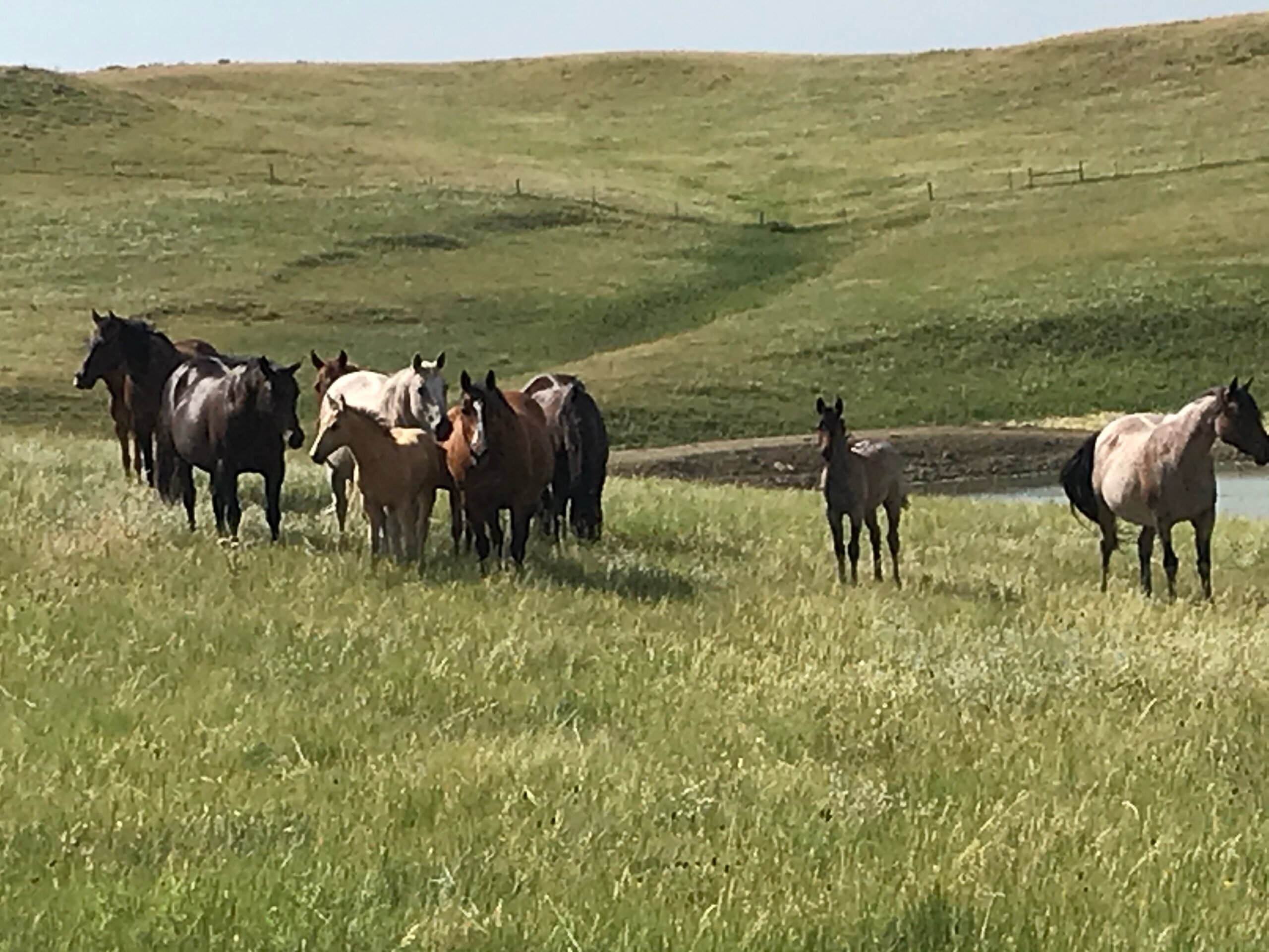 South Dakota's Elite Horse Sale Horses that are ridden by horsemen