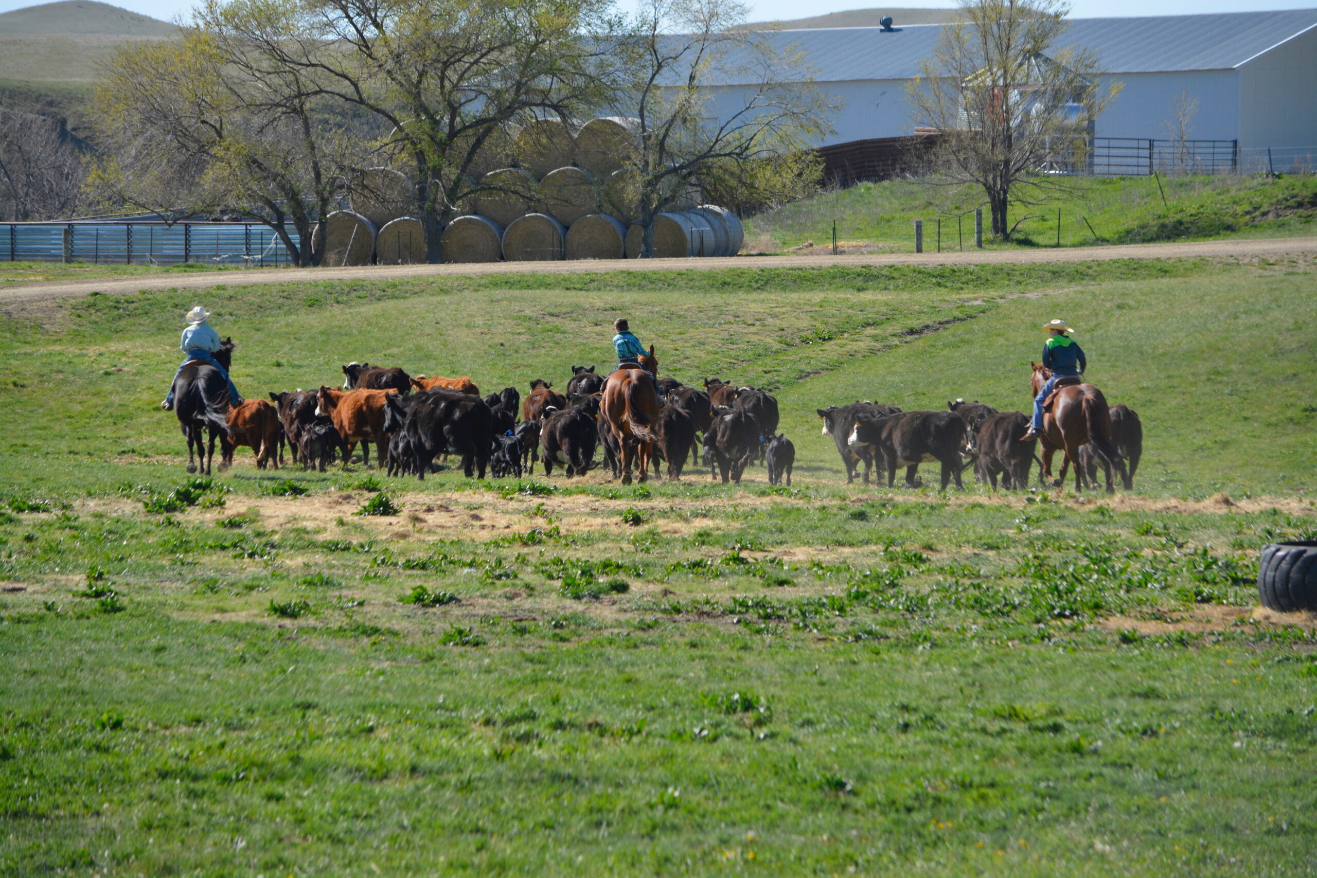 South Dakota's Elite Horse Sale Horses that are ridden by horsemen