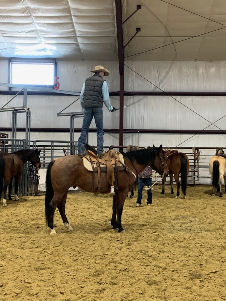 Horse Sale Rapid City Sd at Alfonso Richard blog