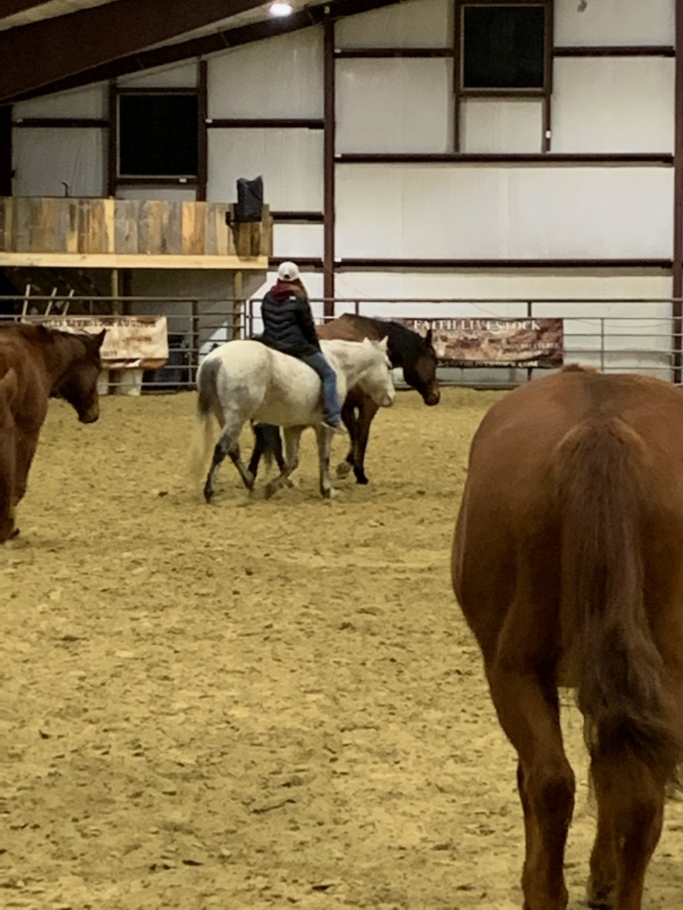 62 South Dakota's Elite Horse Sale