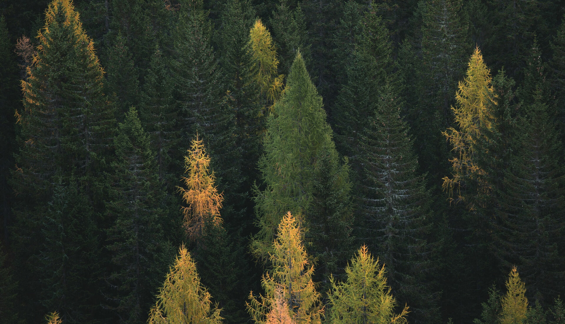 Cheap Tree Surgeon Near Me Tree Removal South Downs Trees