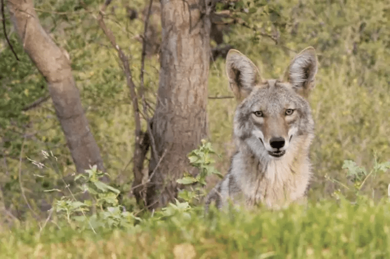 Coyote Hunting in Florida Q&A Southeast BackCountry