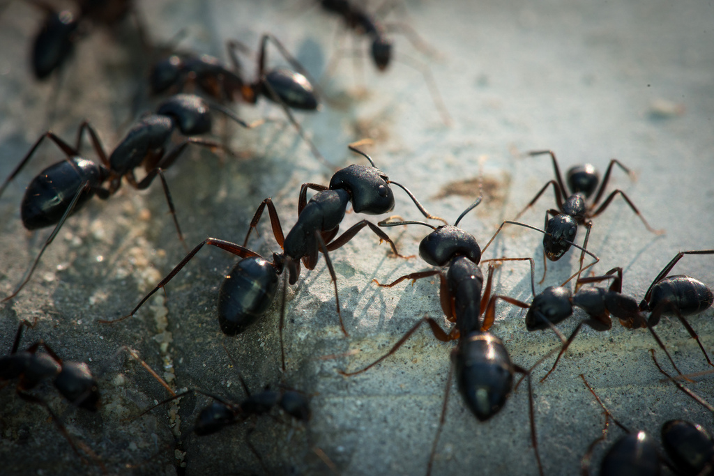 Southeastern Exterminating Co., Inc.