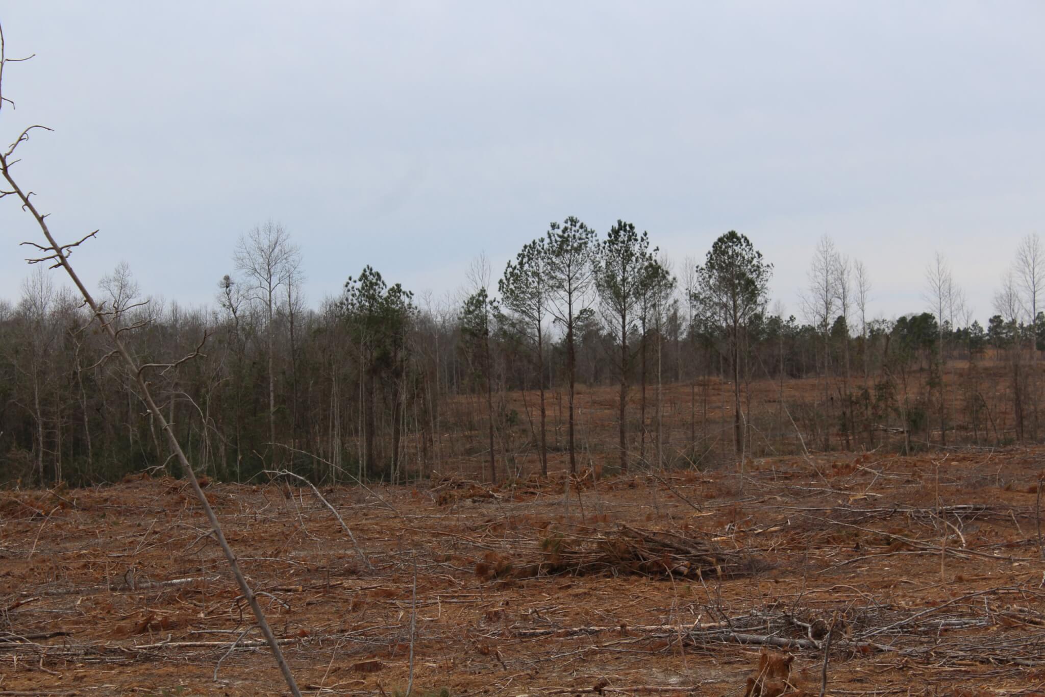 Hall Tract, Kershaw County, SC, Recreational, SE Forestry