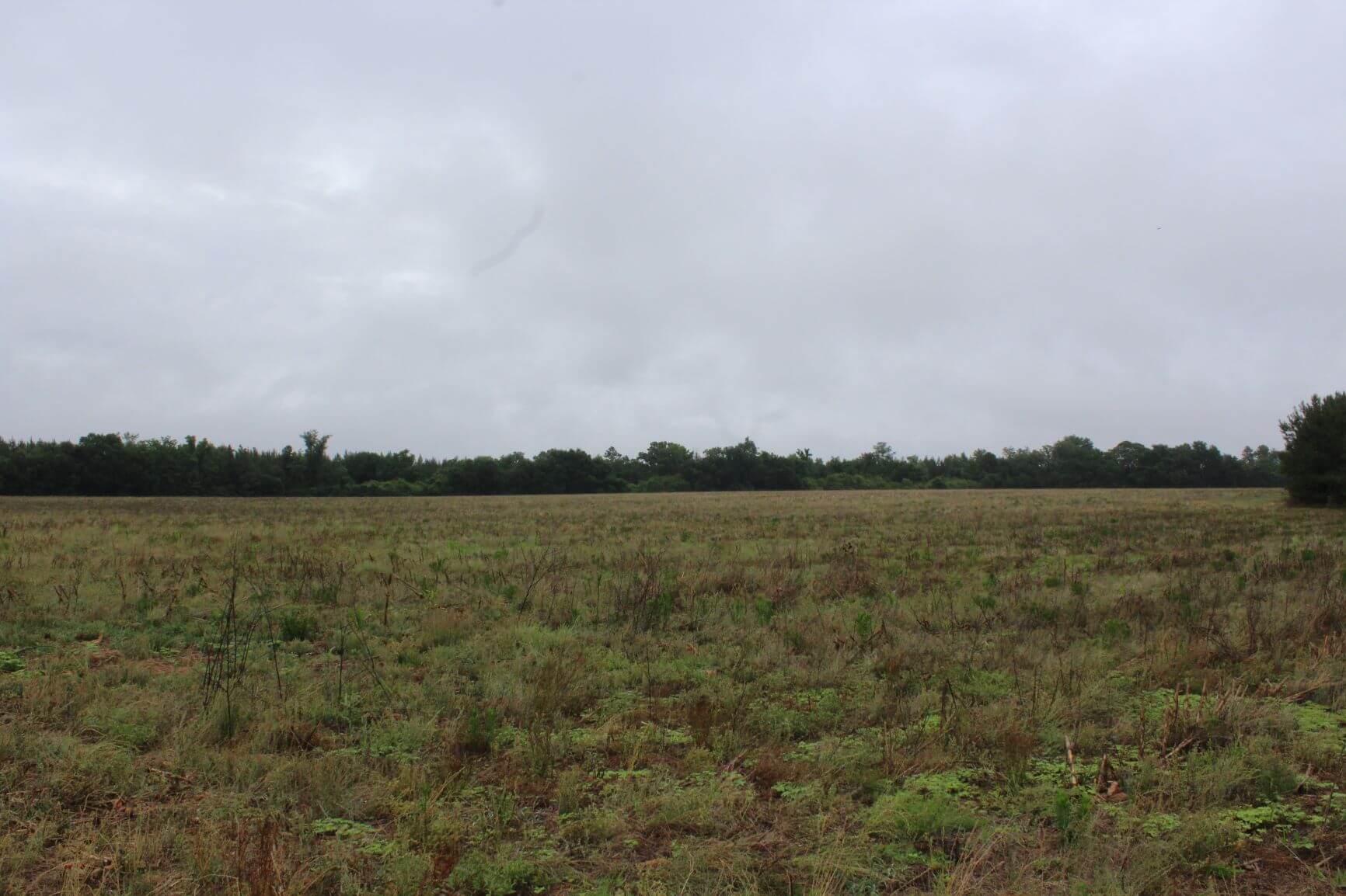 Lake Robinson Longleaf Farm, Chesterfield County, SC, Recreational