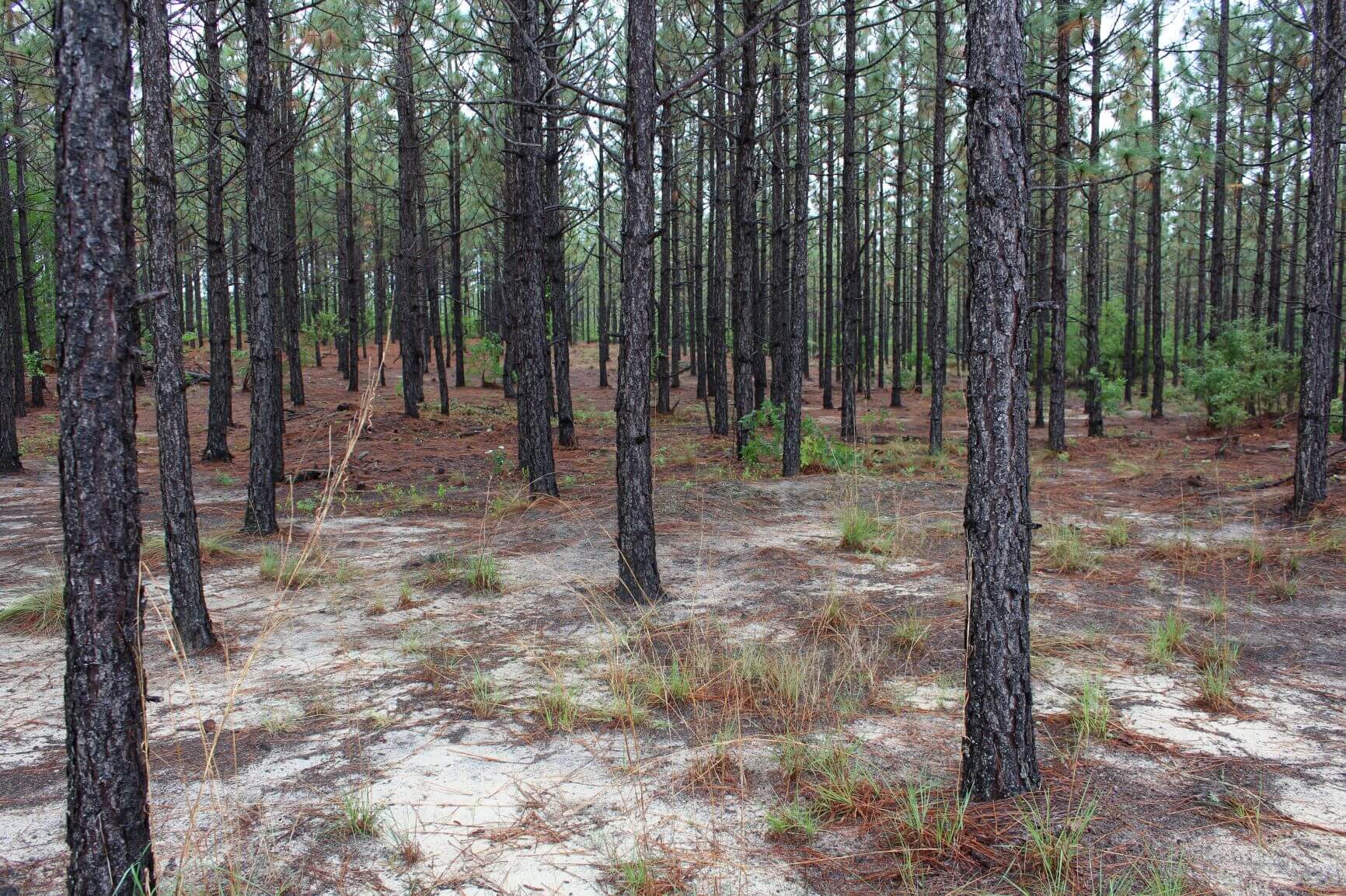 Lake Robinson Longleaf Farm, Chesterfield County, SC, Recreational