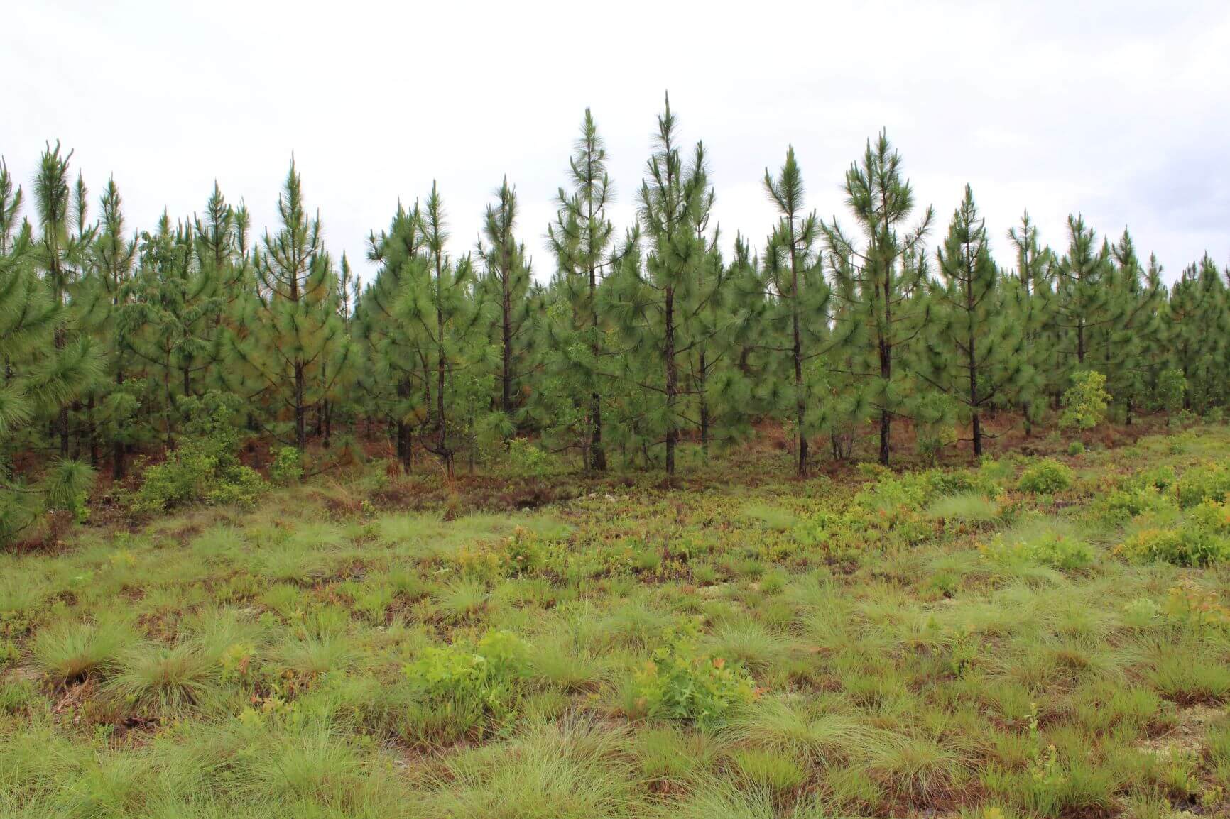 Lake Robinson Longleaf Farm, Chesterfield County, SC, Recreational