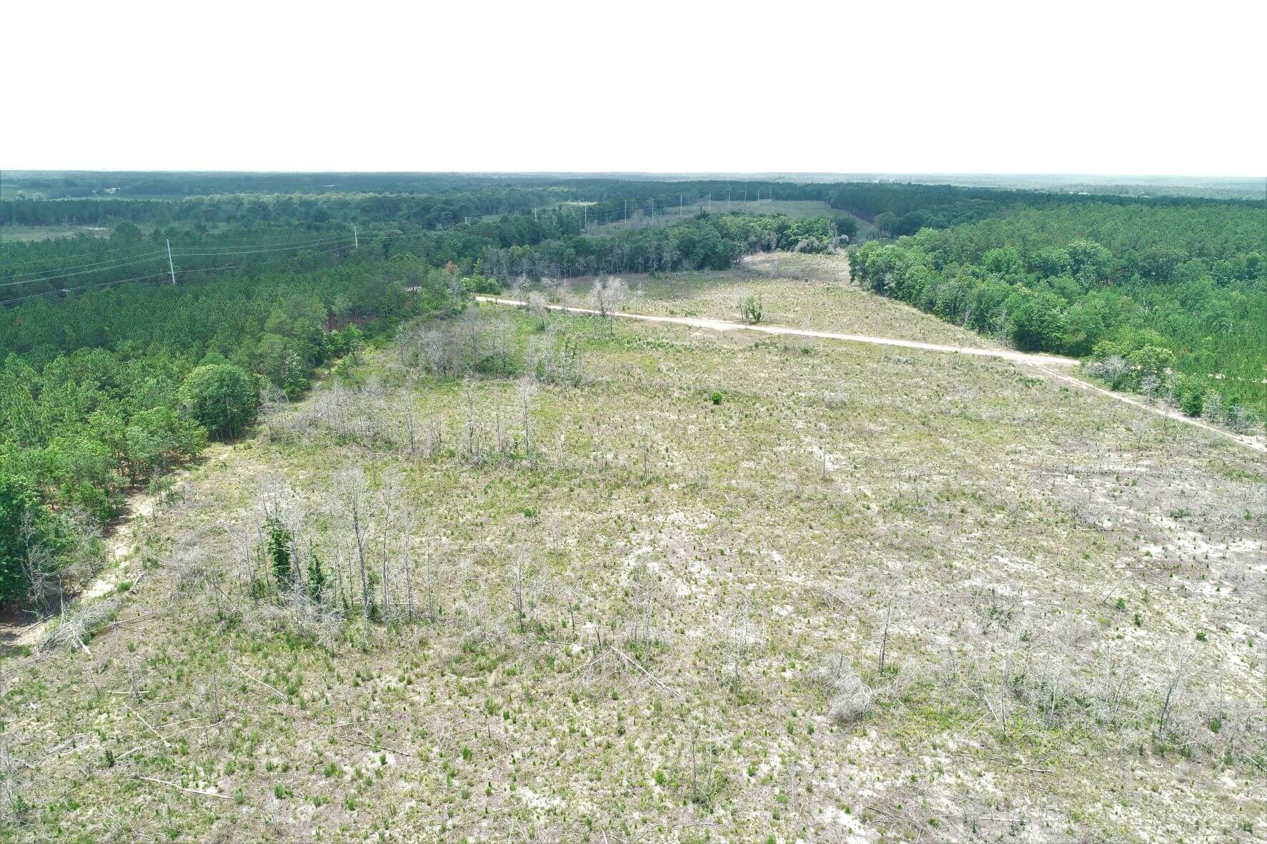 Longleaf Pines , Orangeburg County, SC, Recreational/Timberland, SE