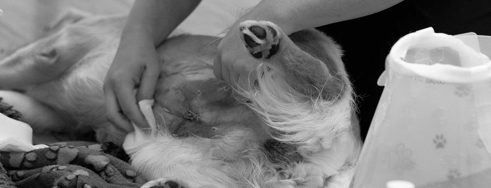 Melbourne Vet Specialist Cat & Dog Desexing