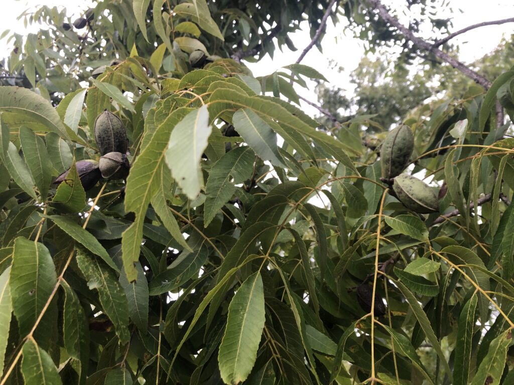 When do Pecans usually fall? Southeast Forestlands