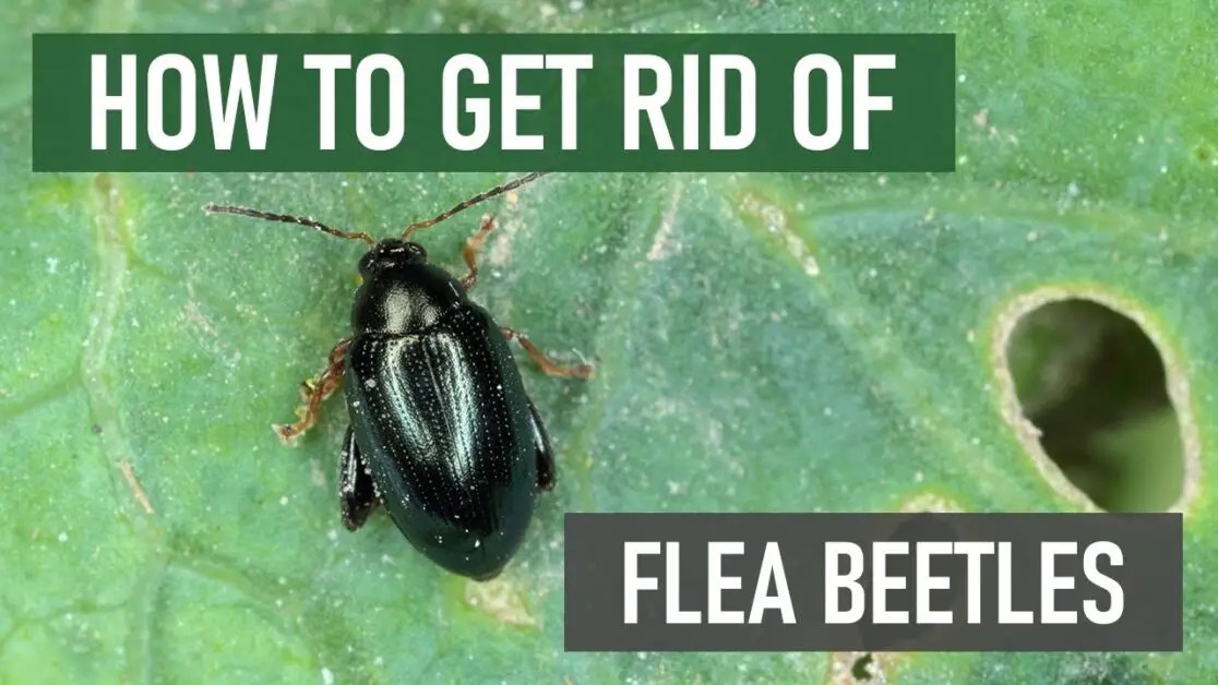 Flea Beetle Control Best Way to Wipe Out These Pests in 1st Stage