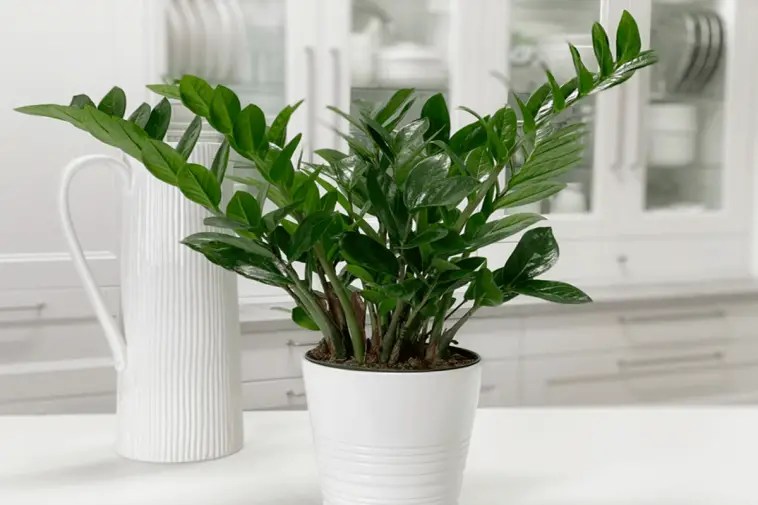 Planting, Growing, and Caring for ZZ Plants South Elmonte Hydroponics