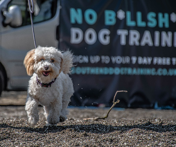 About Us • Southend Dog Training