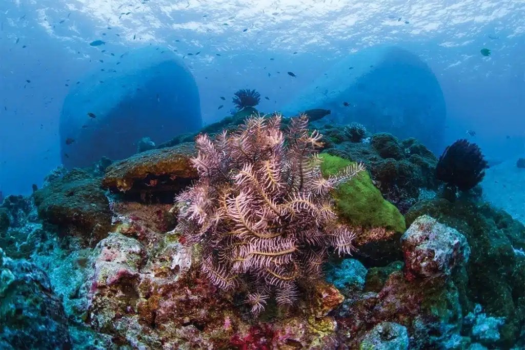 Top 5 Dive Sites Around the World Southern Boating